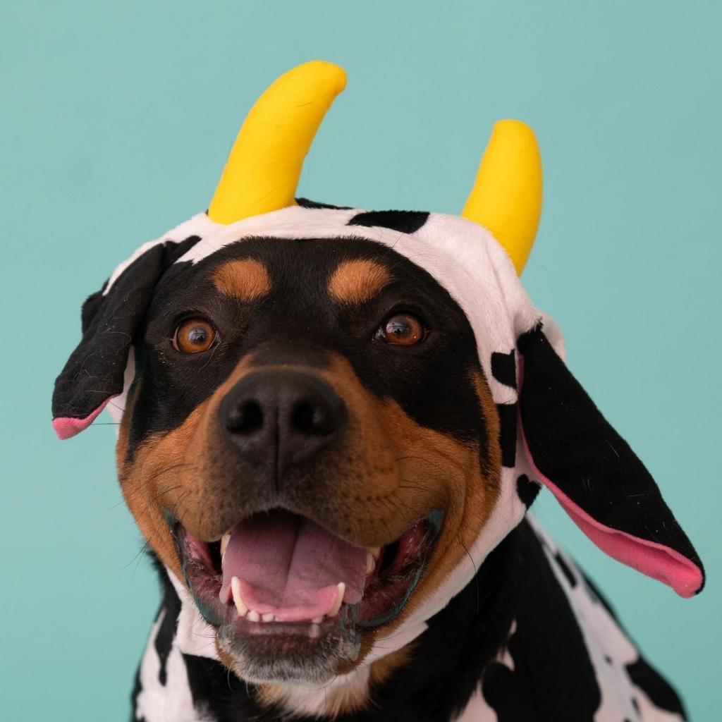 Magenta, an adoptable Rottweiler in Kanab, UT, 84741 | Photo Image 1
