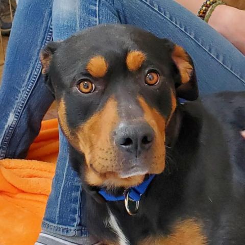 Magenta, an adoptable Rottweiler Mix in Kanab, UT_image-2