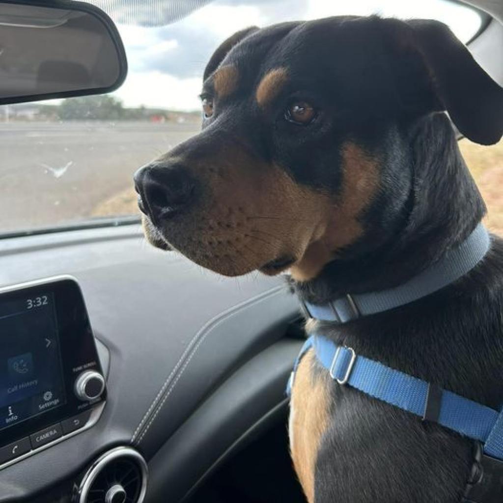 Magenta, an adoptable Rottweiler in Kanab, UT, 84741 | Photo Image 2