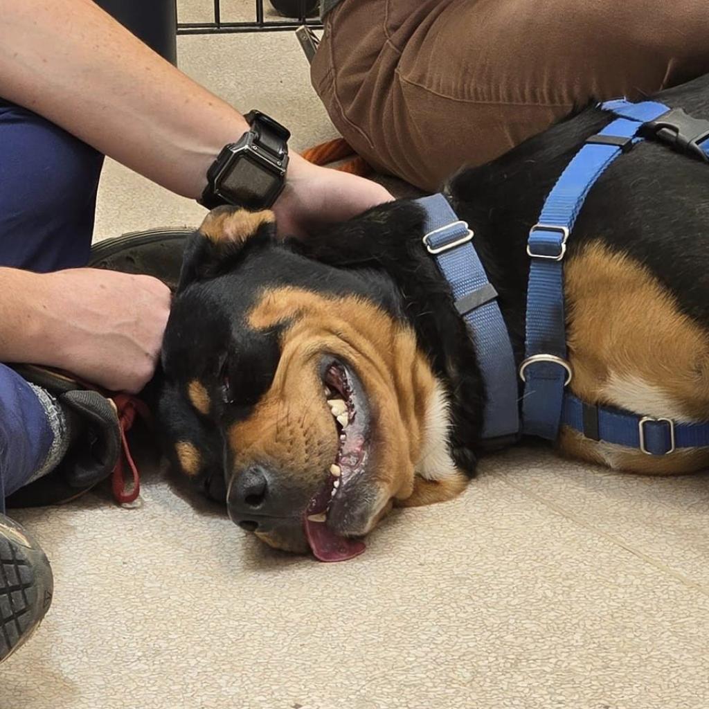 Magenta, an adoptable Rottweiler in Kanab, UT, 84741 | Photo Image 3