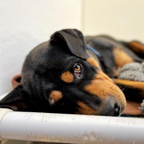 Magenta, an adoptable Rottweiler in Kanab, UT, 84741 | Photo Image 4