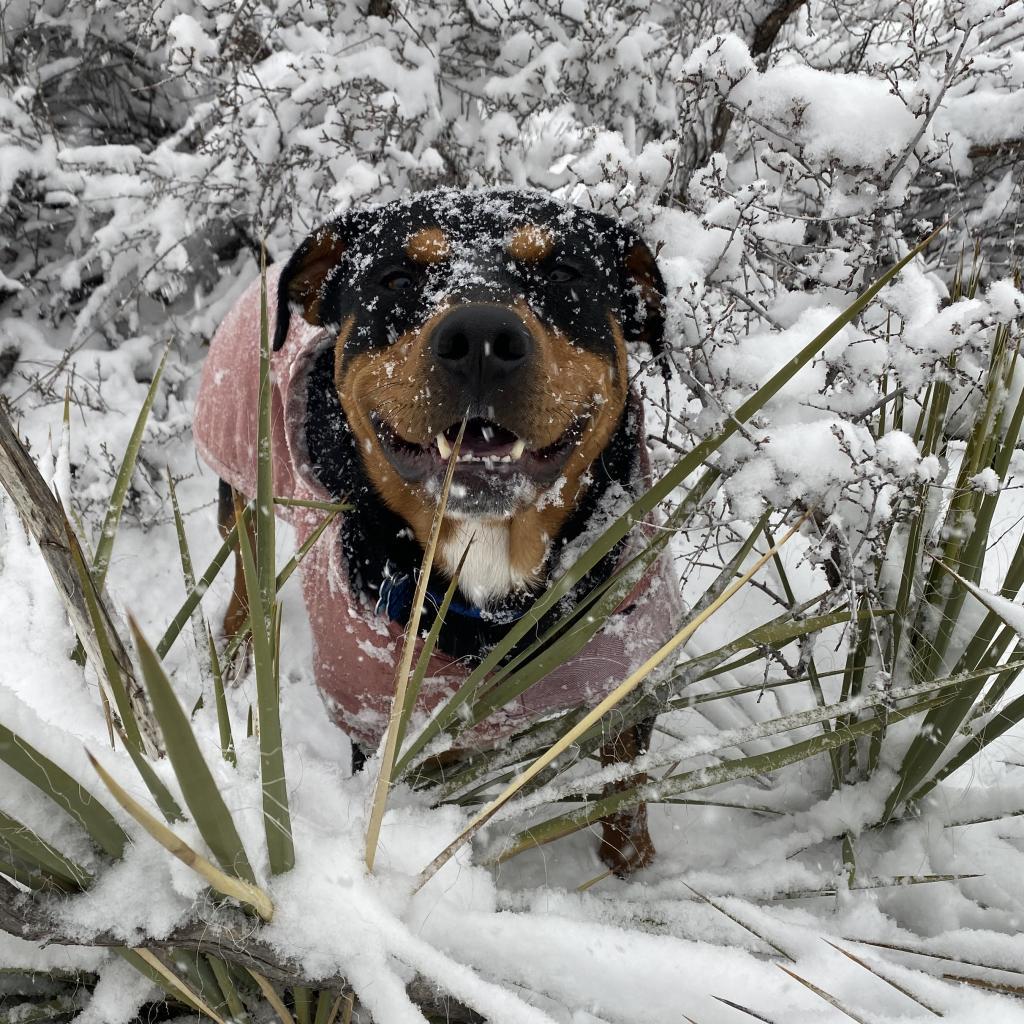 Magenta, an adoptable Rottweiler in Kanab, UT, 84741 | Photo Image 4