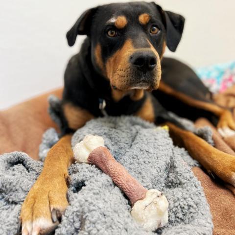 Magenta, an adoptable Rottweiler in Kanab, UT, 84741 | Photo Image 5