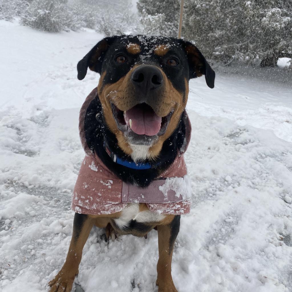 Magenta, an adoptable Rottweiler in Kanab, UT, 84741 | Photo Image 5