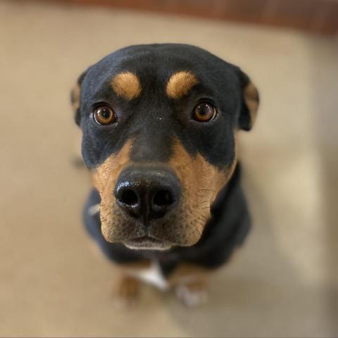 Magenta, an adoptable Rottweiler in Kanab, UT, 84741 | Photo Image 6