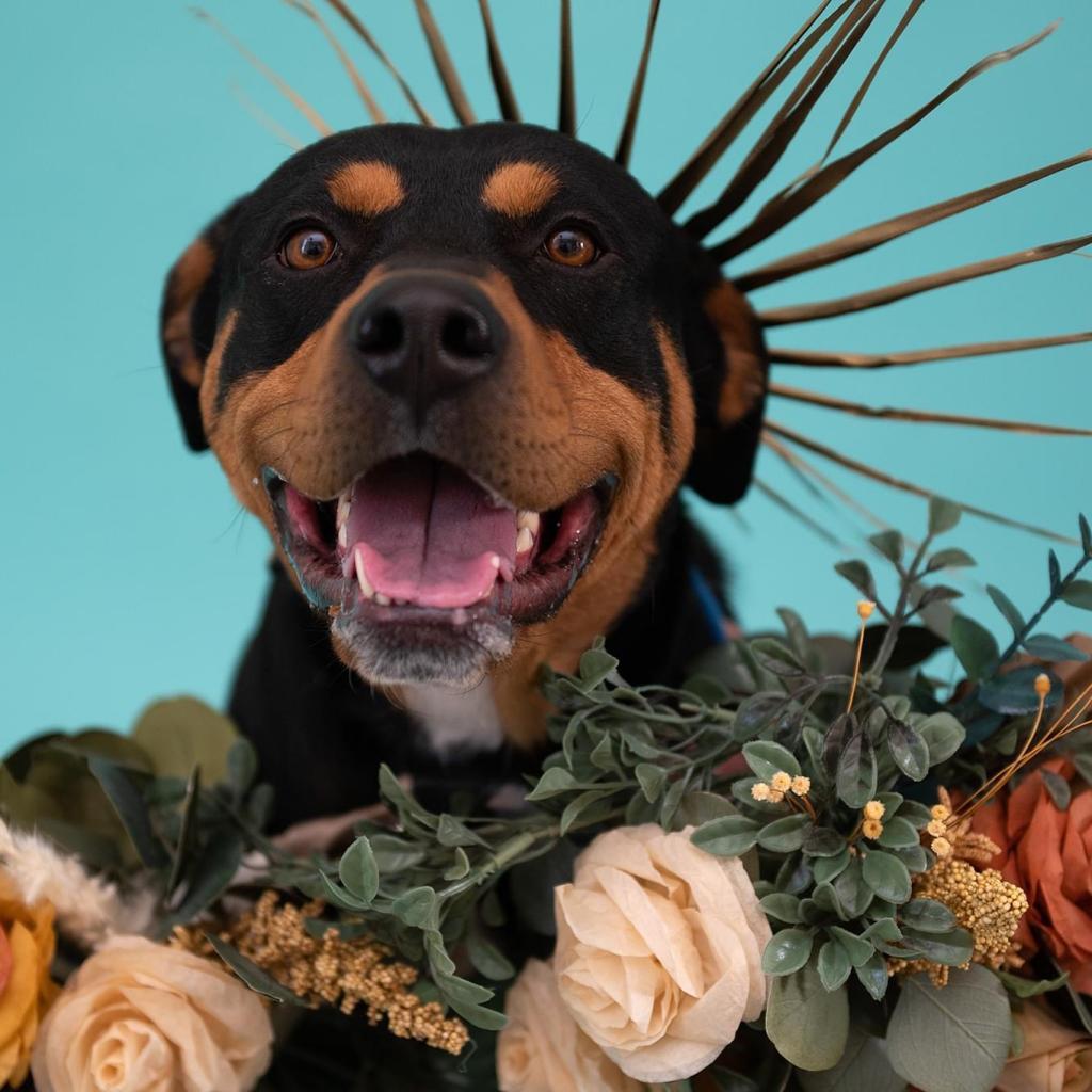 Magenta, an adoptable Rottweiler in Kanab, UT, 84741 | Photo Image 6