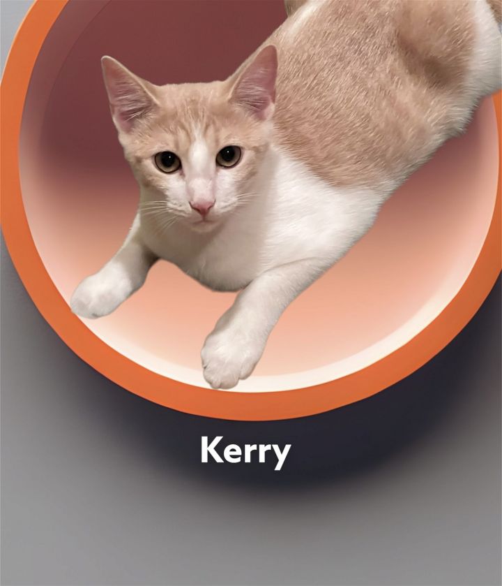 Kerry, an adoptable Tabby & Domestic Short Hair Mix in Hallandale, FL_image-3