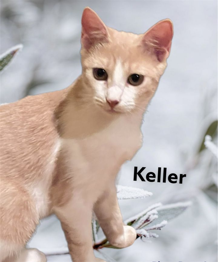 Keller 3