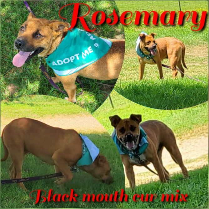 Dog for adoption RoseMary, a Black Mouth Cur & American Staffordshire