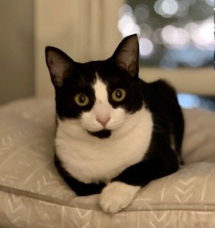 Billie, an adoptable Domestic Short Hair in Reisterstown, MD_image-1