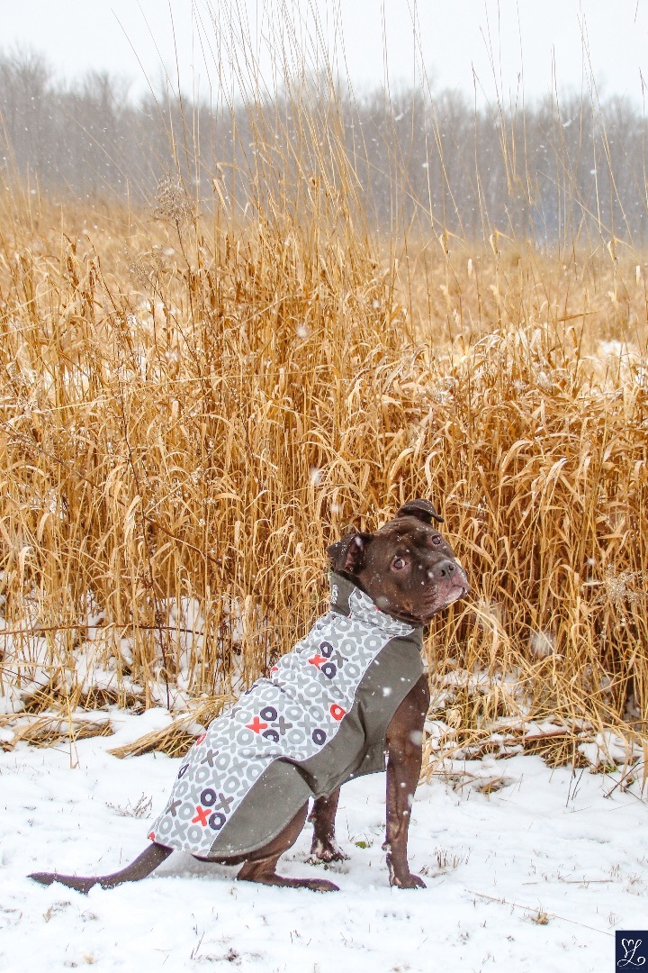 Fredo, an adoptable Staffordshire Bull Terrier in Darien Center, NY, 14040 | Photo Image 2