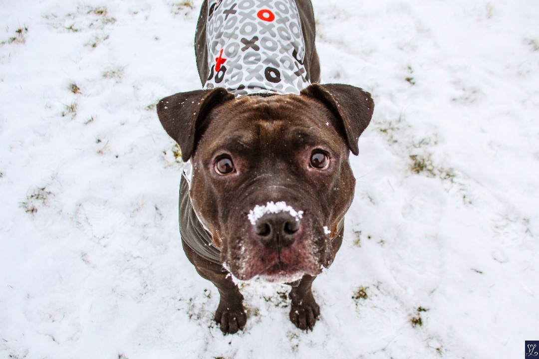 Fredo, an adoptable Staffordshire Bull Terrier in Darien Center, NY, 14040 | Photo Image 3