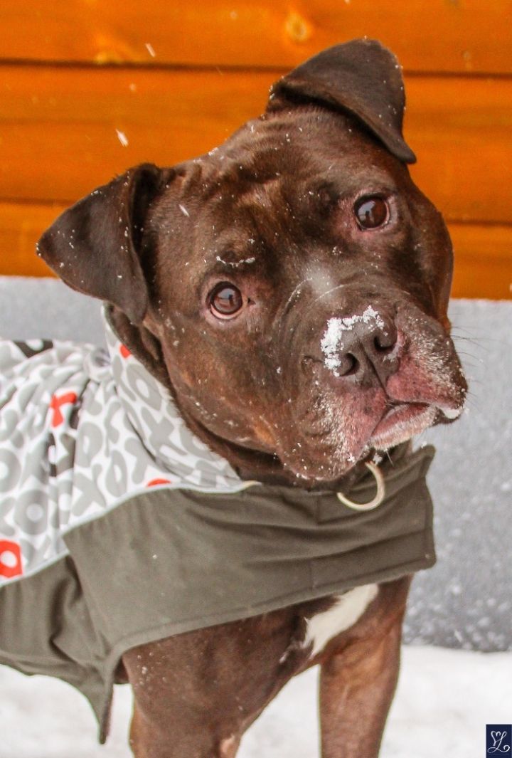Fredo, an adoptable Staffordshire Bull Terrier in Darien Center, NY_image-3