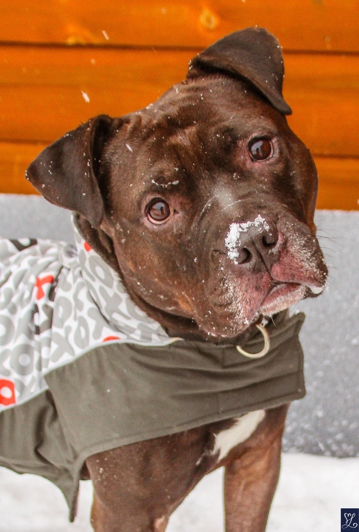 Fredo, an adoptable Staffordshire Bull Terrier in Darien Center, NY, 14040 | Photo Image 1