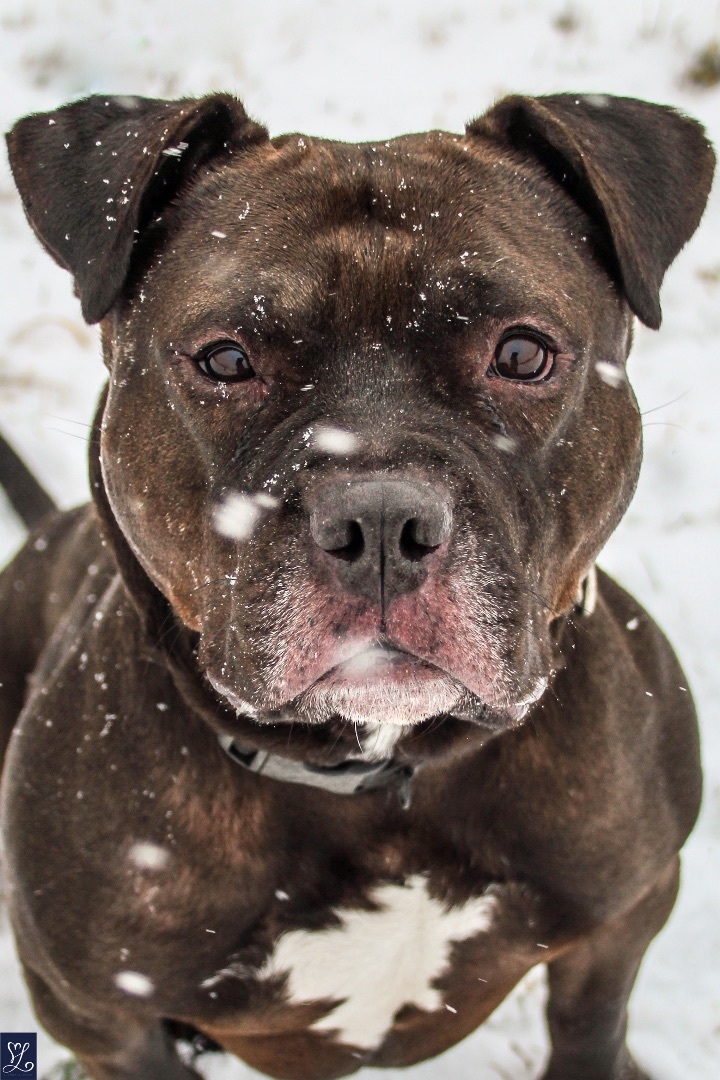 Fredo, an adoptable Staffordshire Bull Terrier in Darien Center, NY, 14040 | Photo Image 4