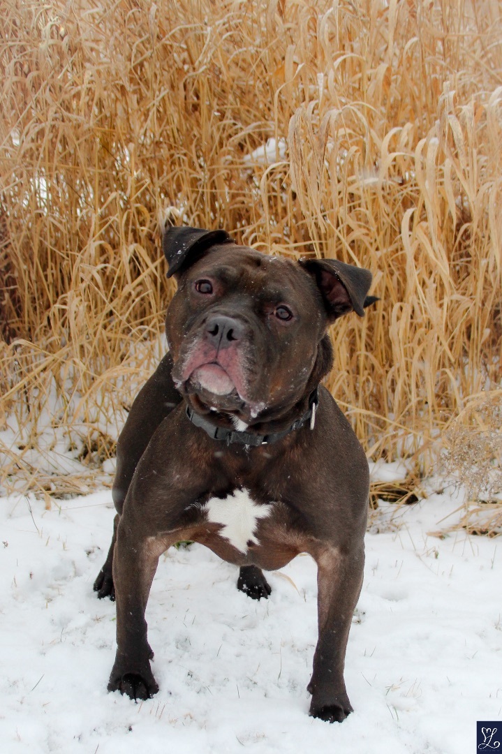 Fredo, an adoptable Staffordshire Bull Terrier in Darien Center, NY, 14040 | Photo Image 5