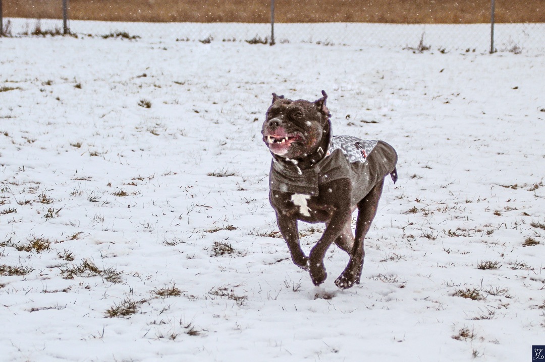 Fredo, an adoptable Staffordshire Bull Terrier in Darien Center, NY, 14040 | Photo Image 6