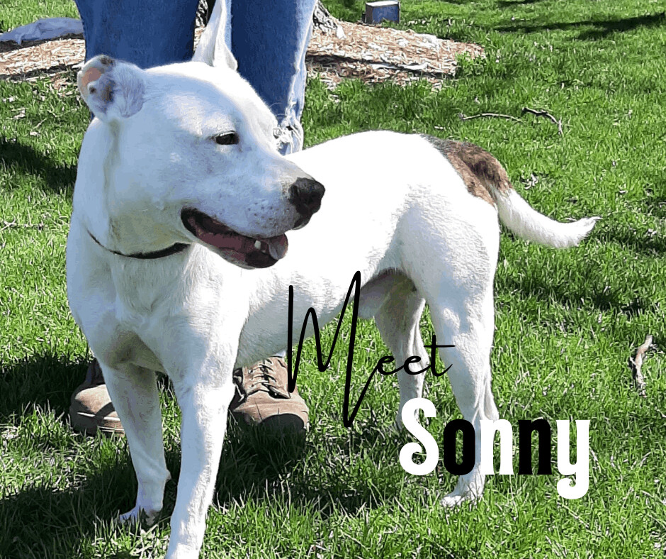 Sonny, an adoptable Pit Bull Terrier in Marion, IN, 46953 | Photo Image 2