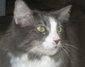 Cats For Adoption Near Eureka Mt Petfinder