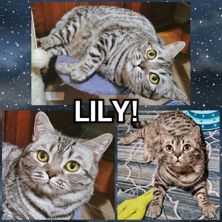 Lily, an adoptable British Shorthair in Converse, TX_image-4