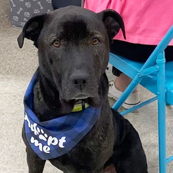 Black lab shar pei hot sale mix