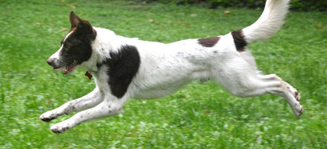 Bucky, an adoptable Border Collie, Australian Shepherd in Columbus, WI, 53925 | Photo Image 3