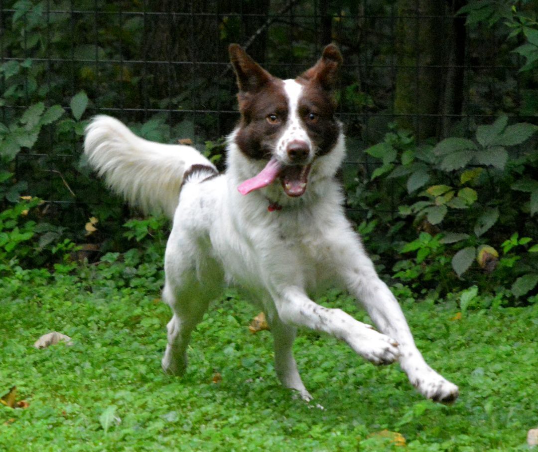 Bucky, an adoptable Border Collie, Australian Shepherd in Columbus, WI, 53925 | Photo Image 5