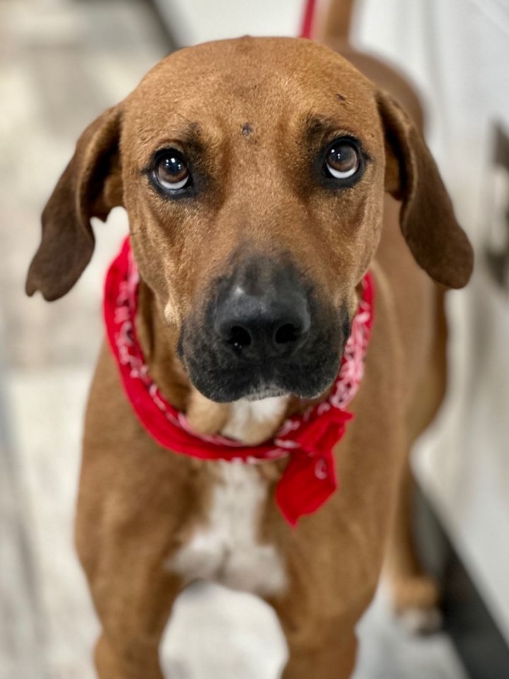 Dog for adoption - Jasper, a Coonhound Mix in Lufkin, TX | Petfinder
