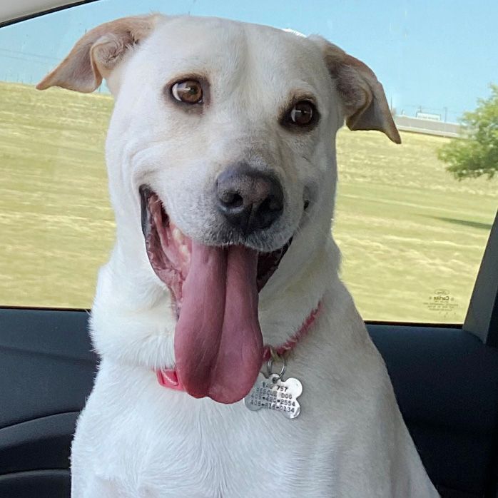 Caesar, an adopted Yellow Labrador Retriever Mix in Oklahoma City, OK_image-2