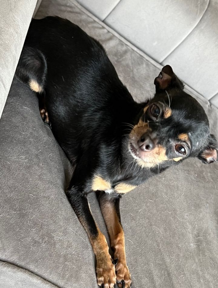 Miniature pinscher mixed with hot sale chihuahua