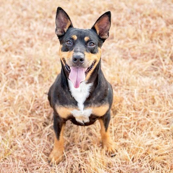 Blue heeler hot sale rhodesian ridgeback mix