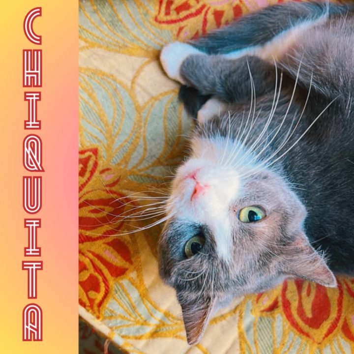 Chiquita, an adoptable Domestic Short Hair in New York, NY_image-2