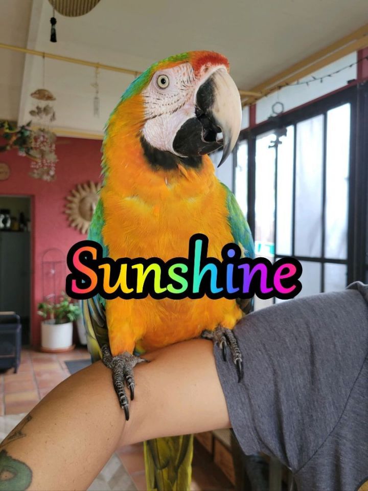 Sunshine, an adopted Macaw in Clearwater, FL_image-1