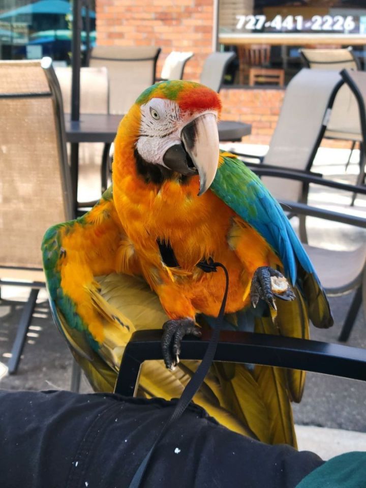 Sunshine, an adopted Macaw in Clearwater, FL_image-2