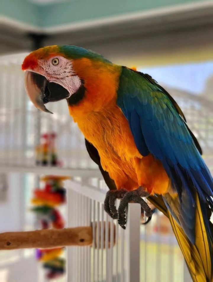 Sunshine, an adopted Macaw in Clearwater, FL_image-4