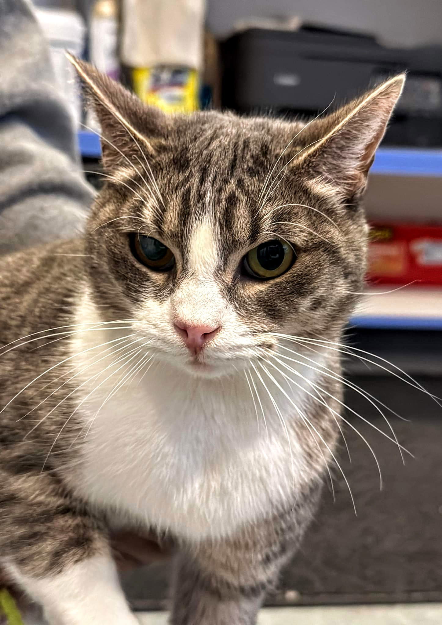 C204 litter Mom Winnie, an adoptable Domestic Short Hair in Livonia, MI, 48152 | Photo Image 1