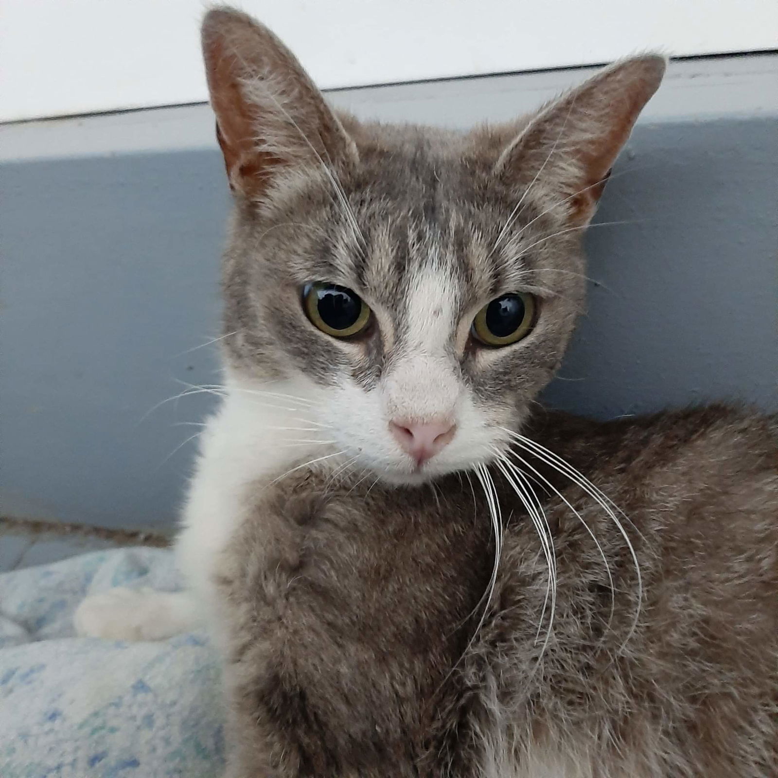 C204 litter Mom Winnie, an adoptable Domestic Short Hair in Livonia, MI, 48152 | Photo Image 2