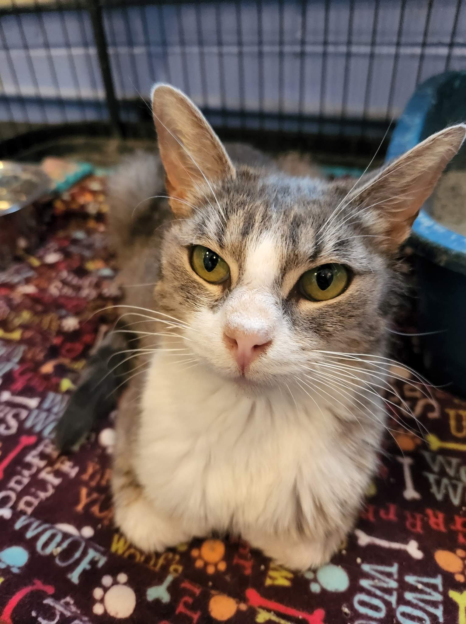 C204 litter Mom Winnie, an adoptable Domestic Short Hair in Livonia, MI, 48152 | Photo Image 3