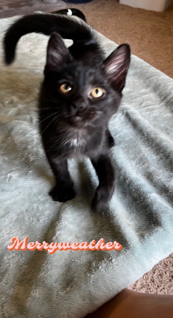 Merriweather , an adoptable Domestic Short Hair Mix in Newcastle, OK_image-1