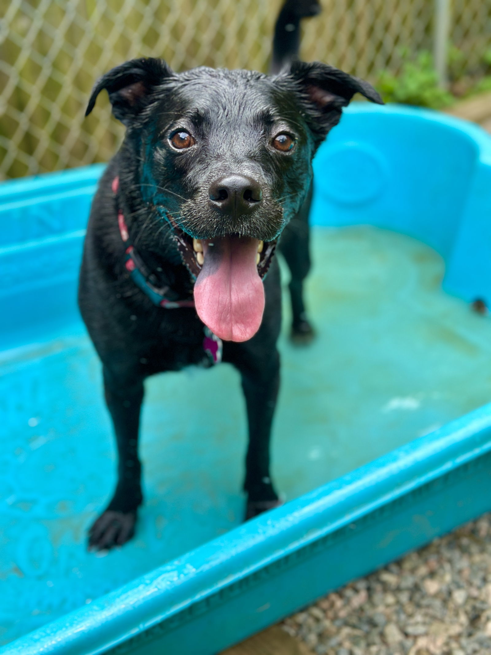 Rugby, an adoptable Staffordshire Bull Terrier, Labrador Retriever in West Cornwall, CT, 06796 | Photo Image 1