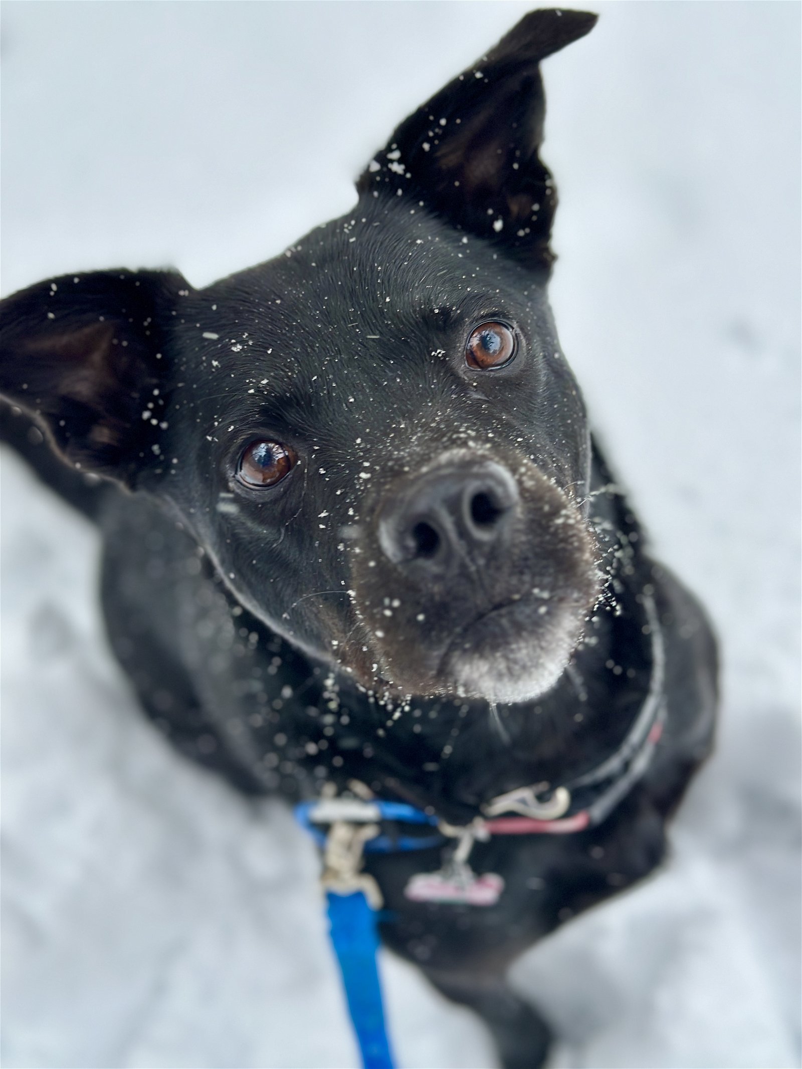 Rugby, an adoptable Staffordshire Bull Terrier, Labrador Retriever in West Cornwall, CT, 06796 | Photo Image 2