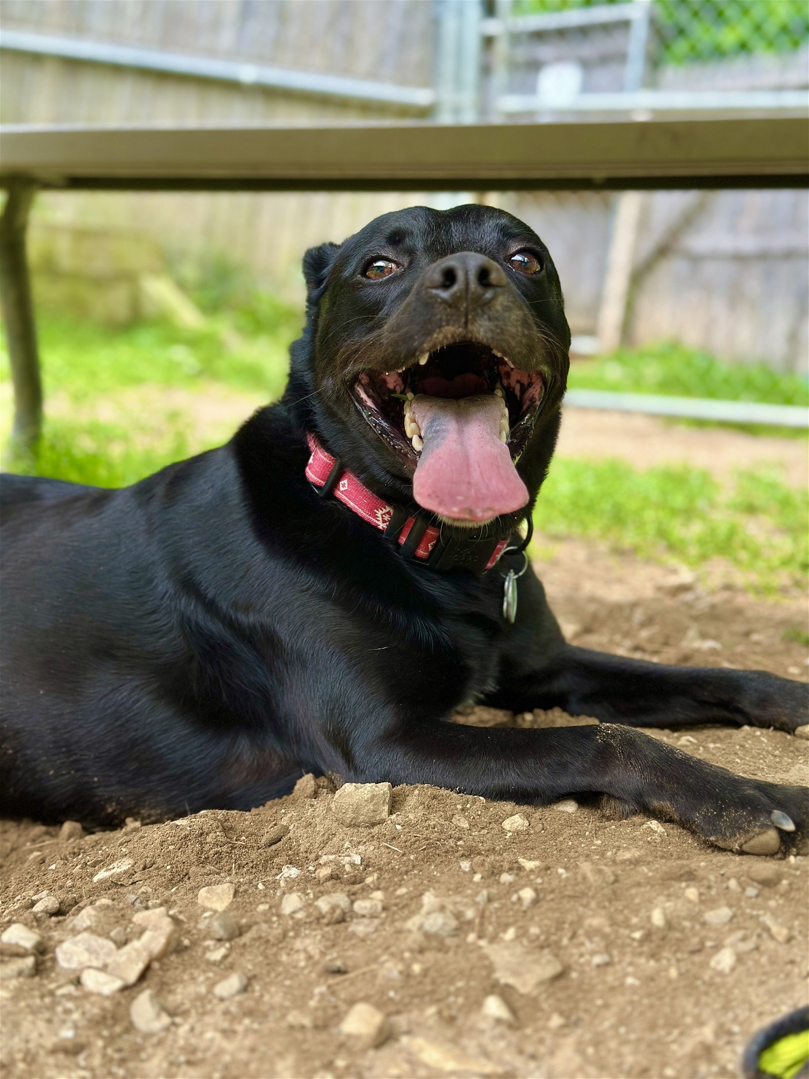 Rugby, an adoptable Staffordshire Bull Terrier, Labrador Retriever in West Cornwall, CT, 06796 | Photo Image 3
