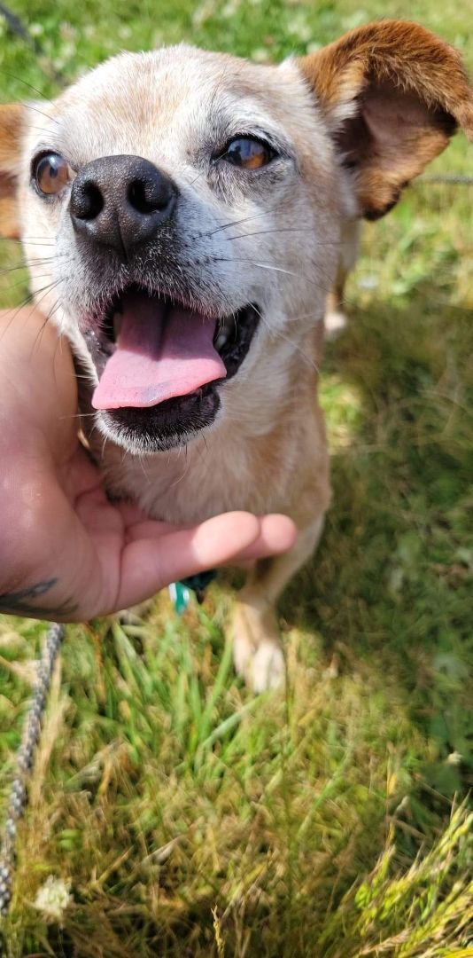 Spoon, an adoptable Chihuahua, Mixed Breed in Winlock, WA, 98596 | Photo Image 1