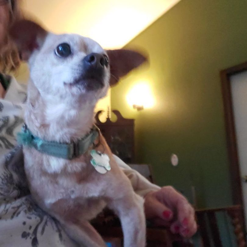 Spoon, an adoptable Chihuahua, Mixed Breed in Winlock, WA, 98596 | Photo Image 2