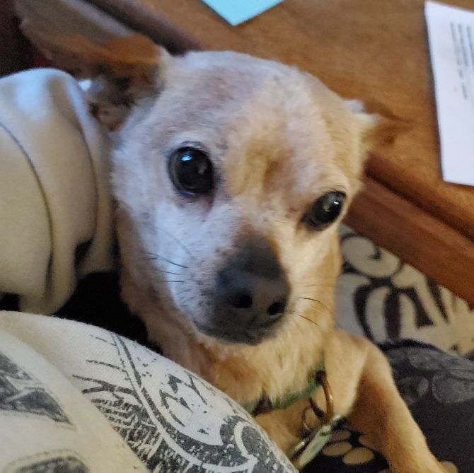 Spoon, an adoptable Chihuahua, Mixed Breed in Winlock, WA, 98596 | Photo Image 3