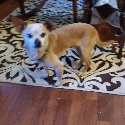 Spoon, an adoptable Chihuahua, Mixed Breed in Winlock, WA, 98596 | Photo Image 4