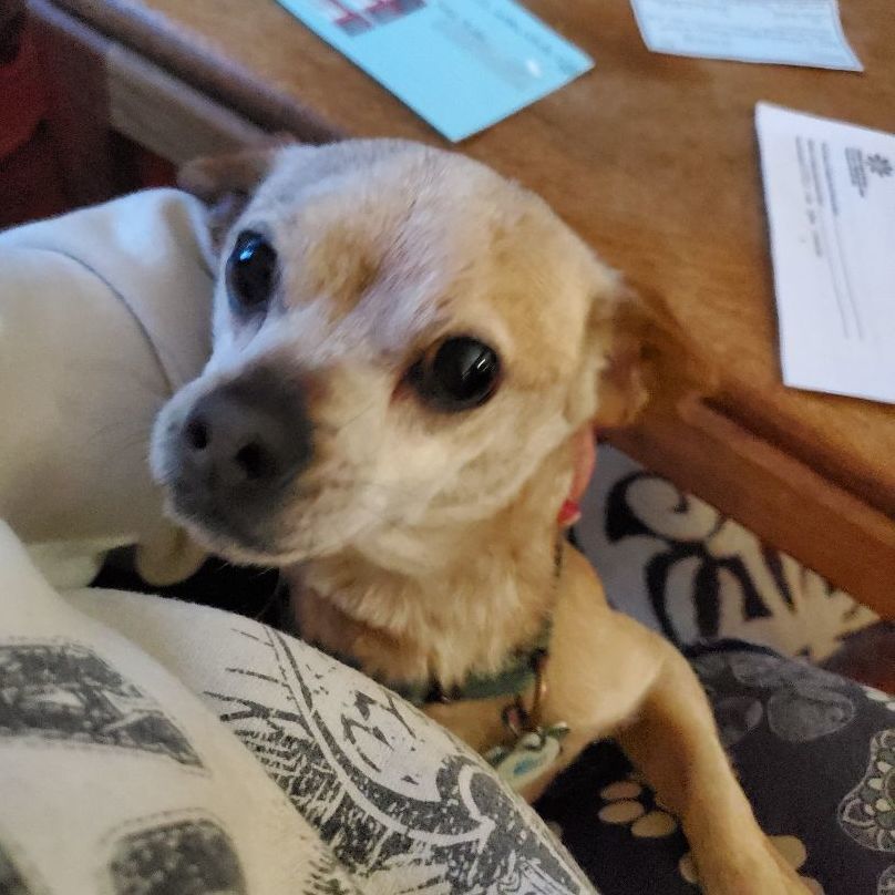 Spoon, an adoptable Chihuahua, Mixed Breed in Winlock, WA, 98596 | Photo Image 5