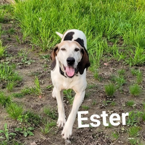 Ester 1