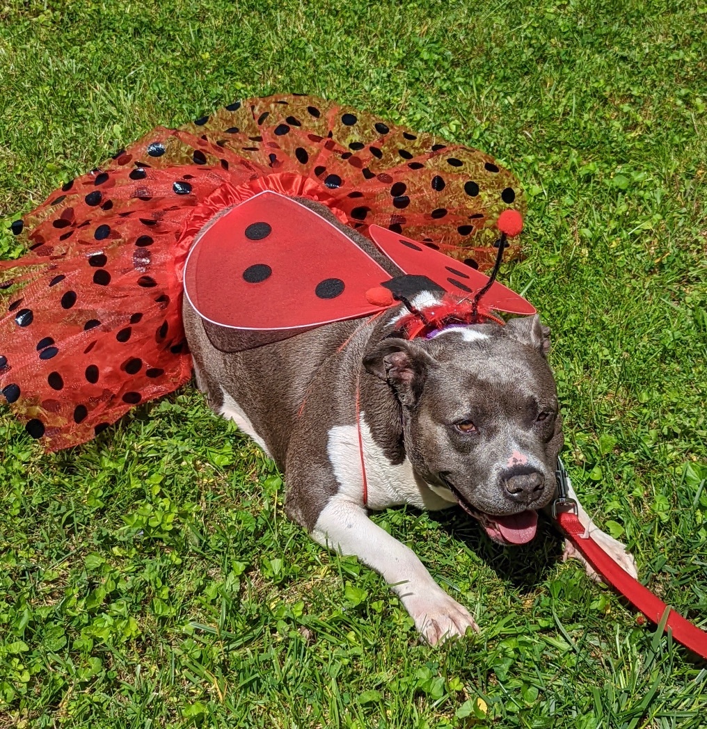 Love Bug, an adoptable American Staffordshire Terrier in Pinsonfork, KY, 41555 | Photo Image 1