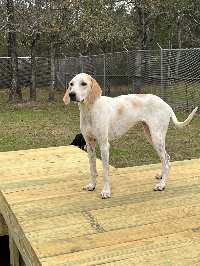 Marley, an adoptable Treeing Walker Coonhound in Brewton, AL, 36426 | Photo Image 3